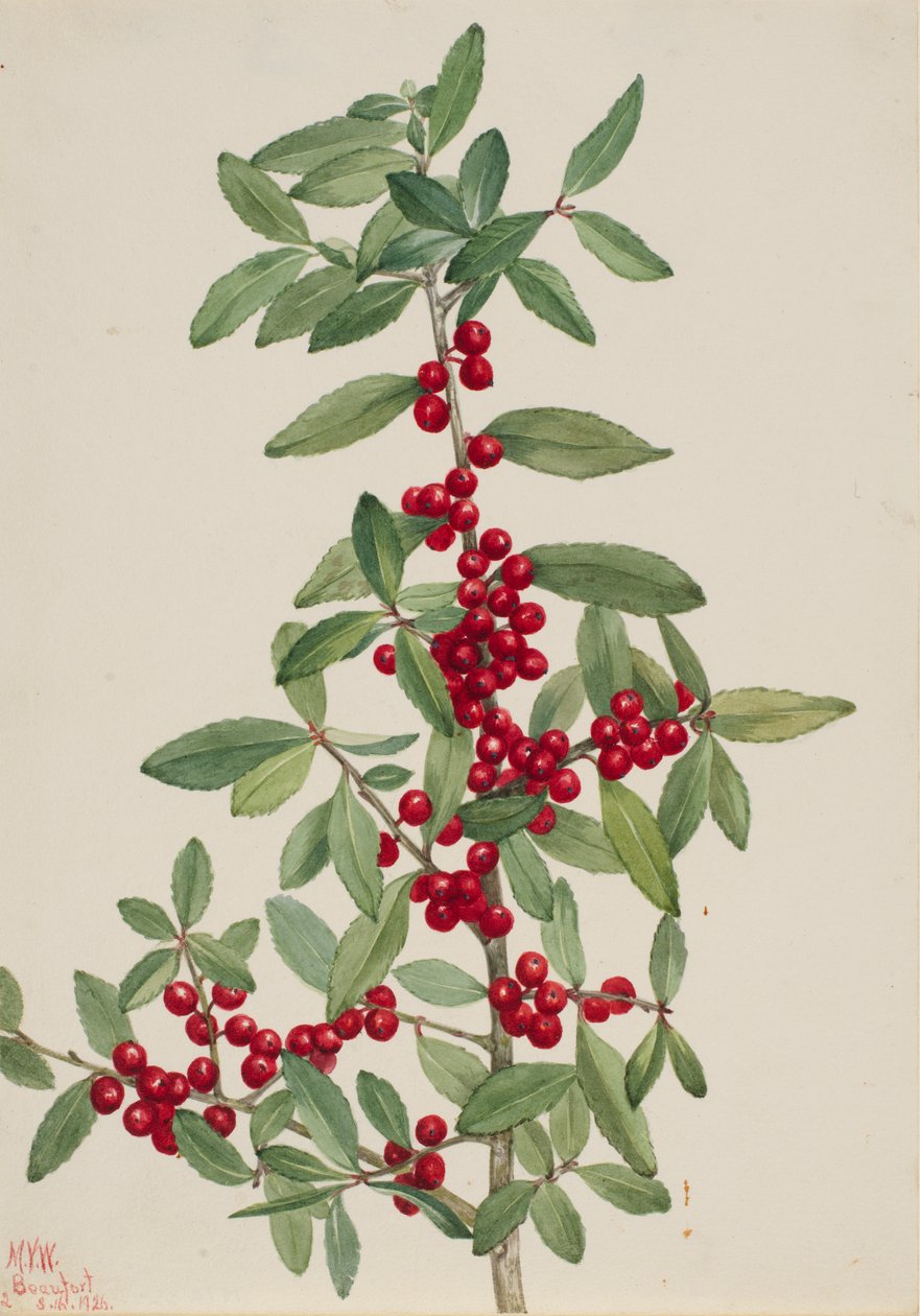 Yaupon Ilex vomitoria, 1926. alkotó: Mary Vaux Walcott
