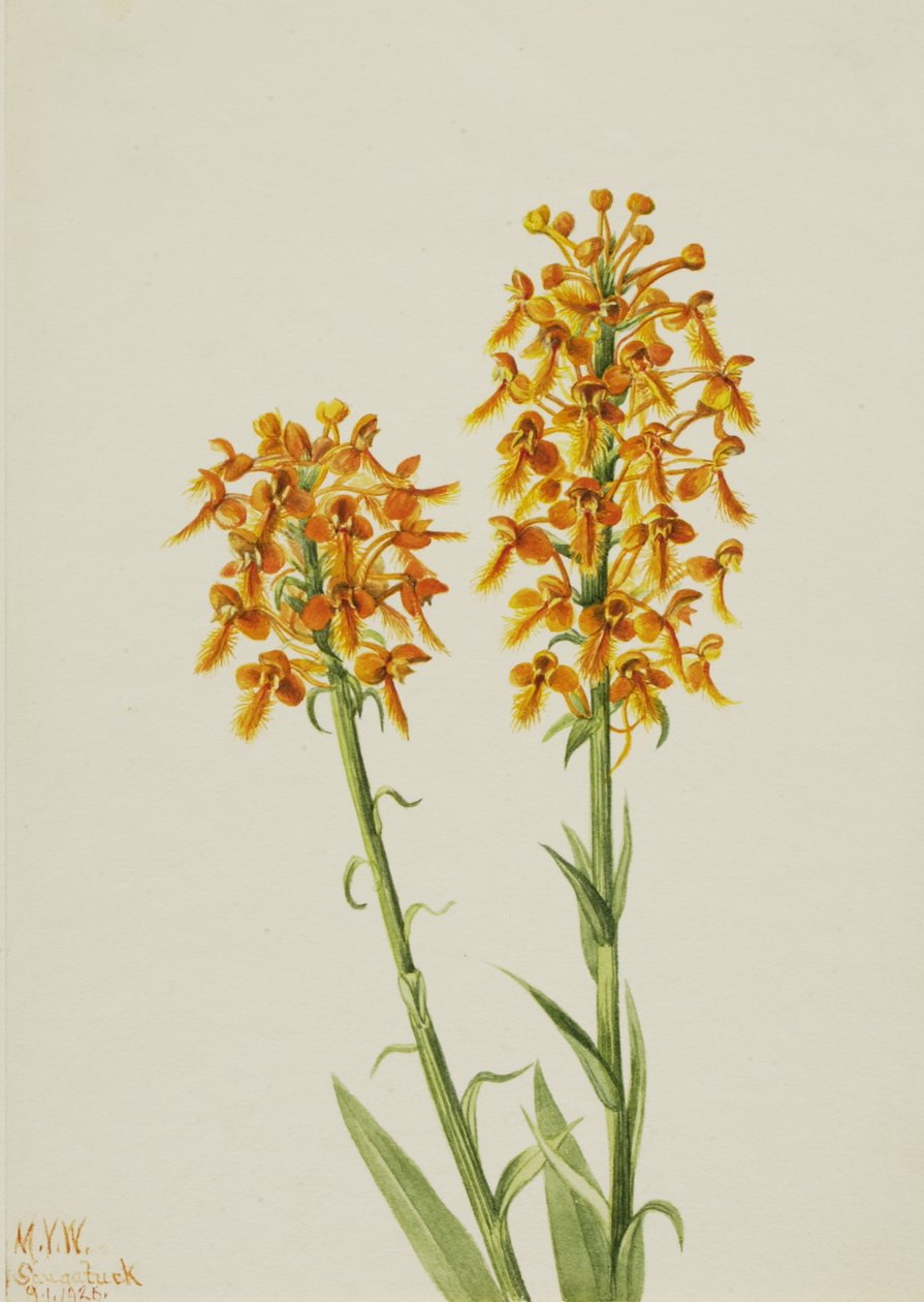 Sárga rojtos orchidea Habenaria ciliaris, 1926. alkotó: Mary Vaux Walcott
