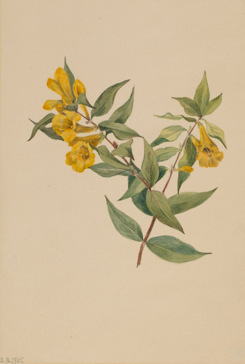 Sárga Jessamine Gelsemium sempervirens, 1905. alkotó: Mary Vaux Walcott