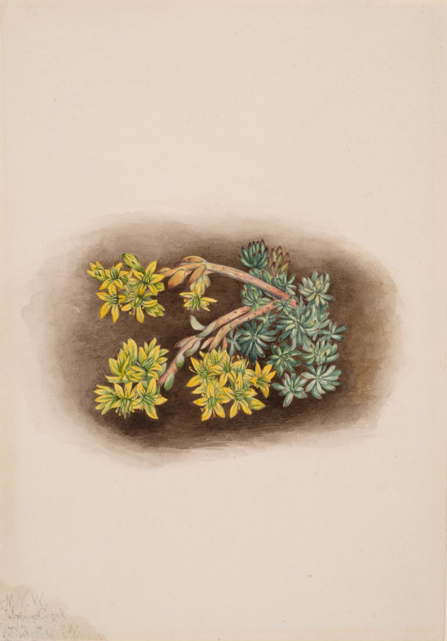 Sárga Stonecrop Sedum stenopetalum, 1922. alkotó: Mary Vaux Walcott