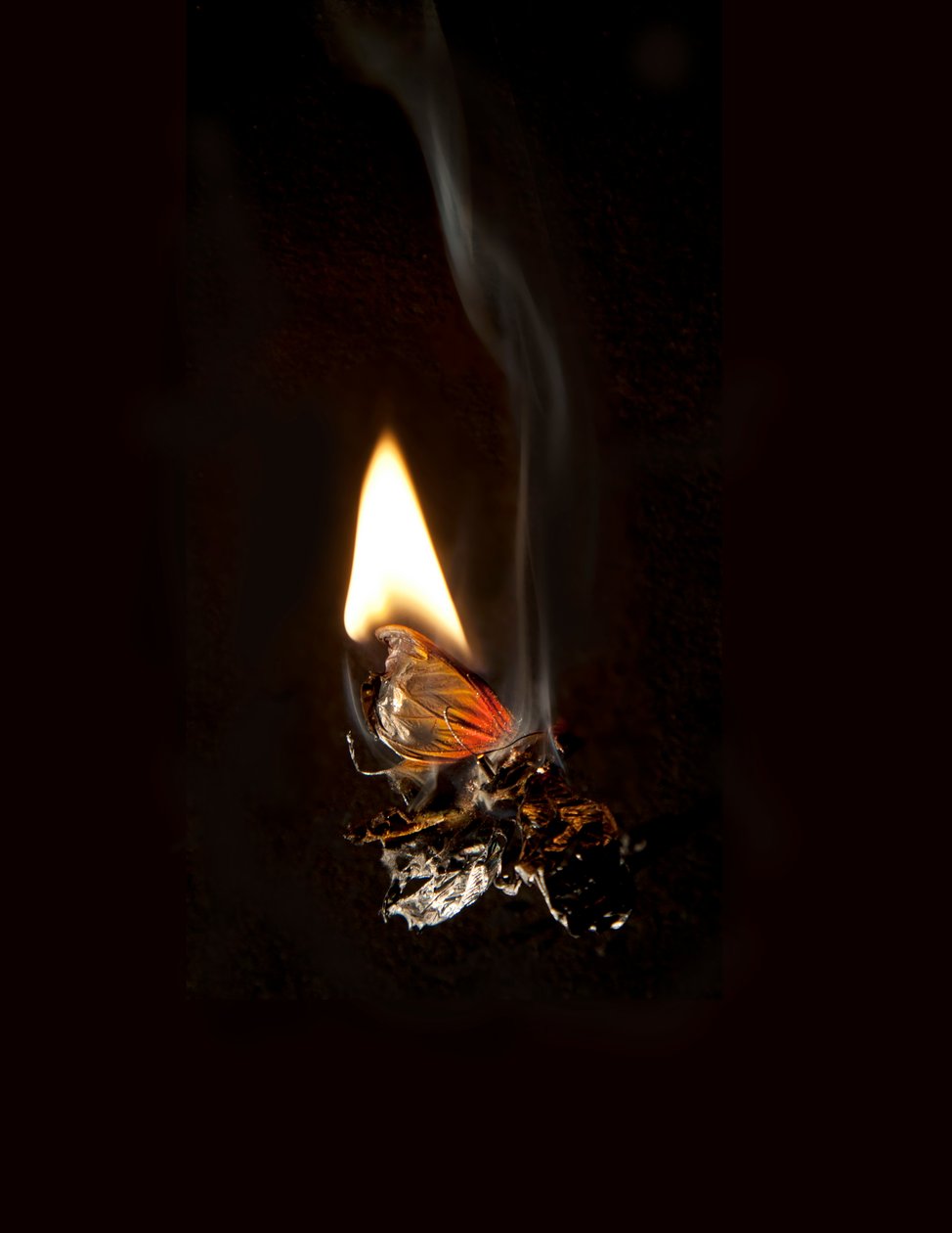 Égő pillangó 19, 2013 (Lambda print) alkotó: Mat Collishaw