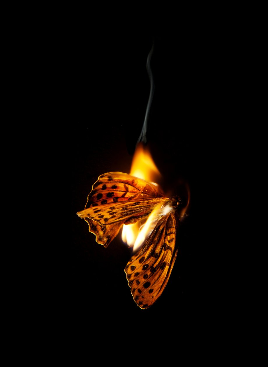 Égő pillangó 25, 2013 (Lambda print) alkotó: Mat Collishaw