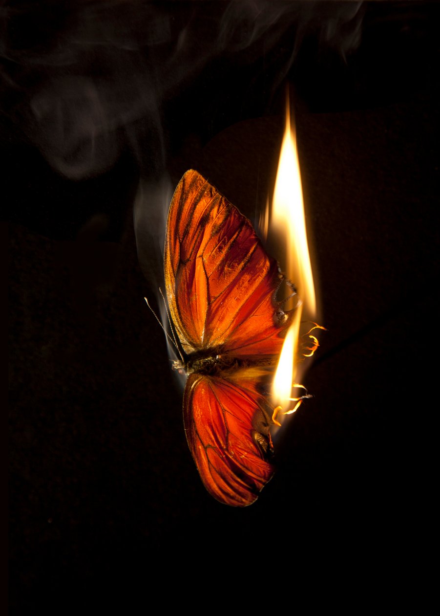 Burning Butterfly 4, 2013 (Lambda print) alkotó: Mat Collishaw
