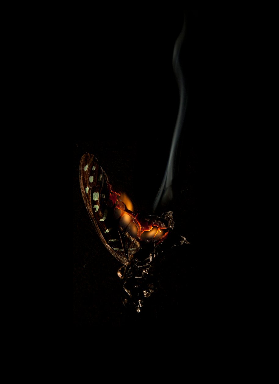 Burning Butterfly 5, 2013 (Lambda print) alkotó: Mat Collishaw