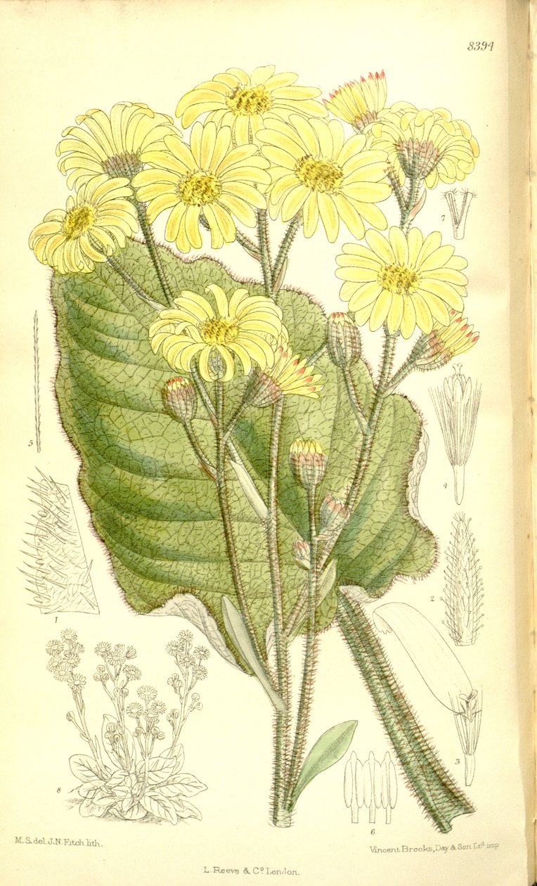 Senecio saxifragoides alkotó: Matilda Smith