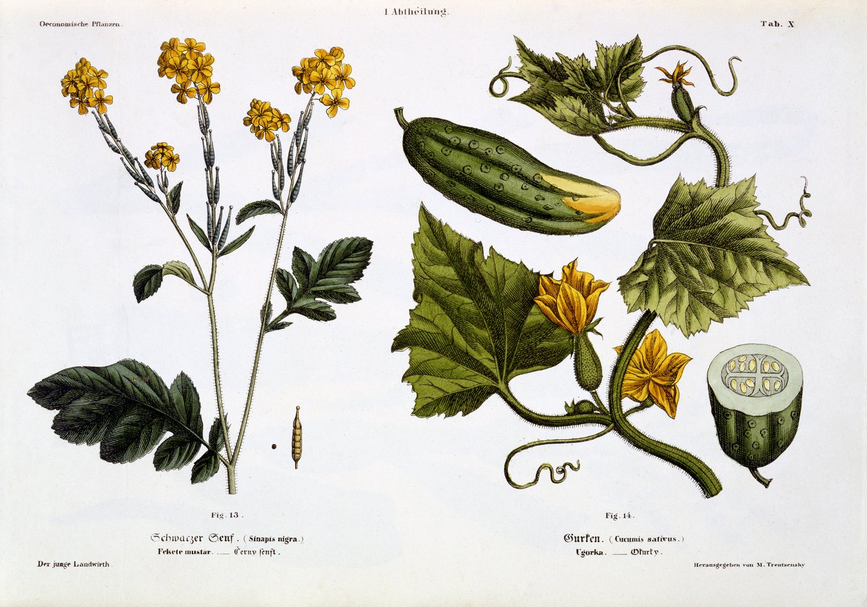 Sinapis nigra (13. ábra), Cucumis Sativus (14. ábra), a „Der Junge Landwirth”-ből, 1845-ben (kézzel színezett litólemez) alkotó: Matthias Trentsensky