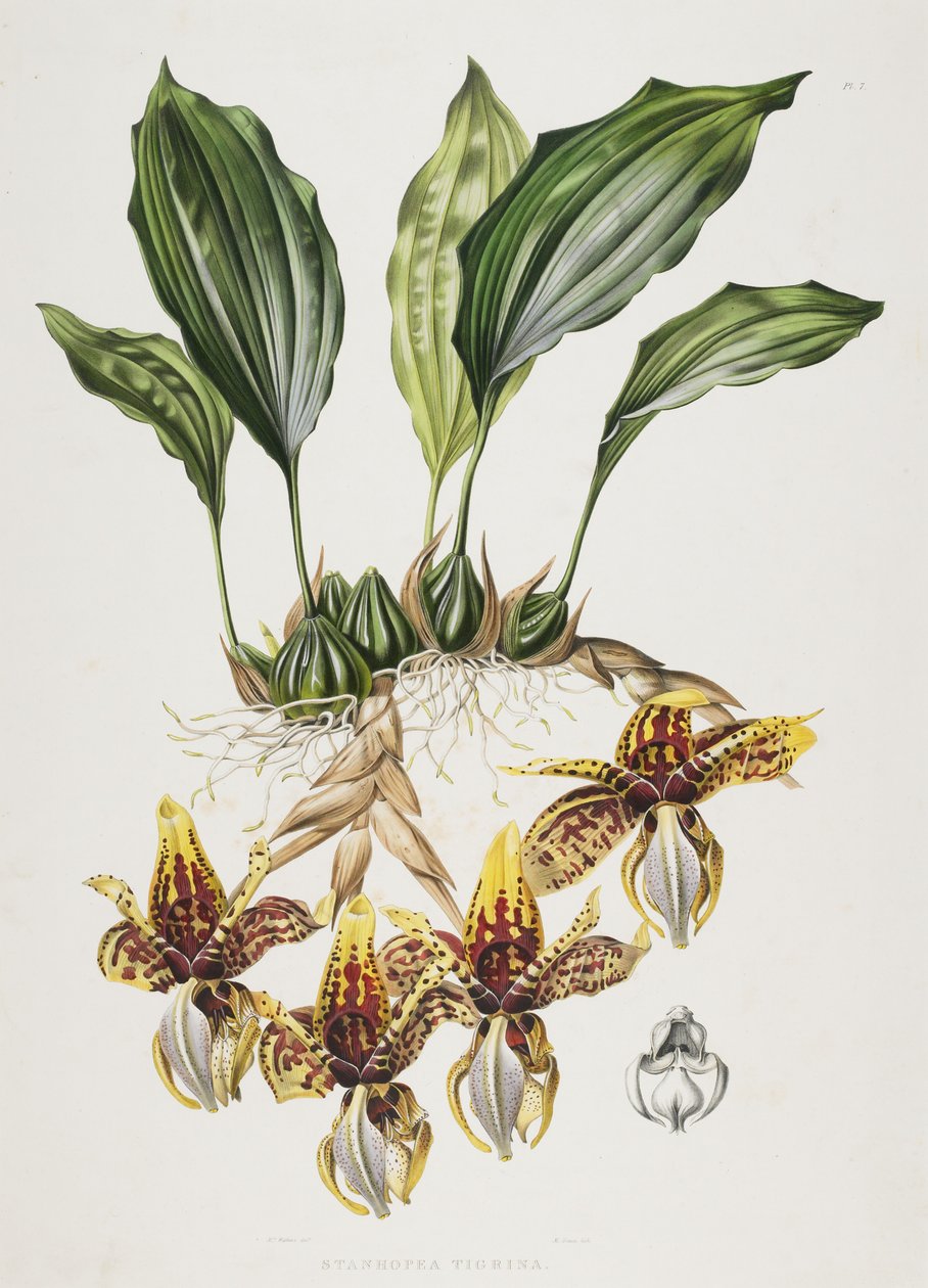 A Stanhope-tigris orchidea, 1838 alkotó: Maxim Gauci