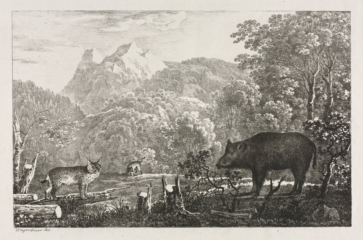 Vaddisznó, vadmacska és hiúz, 1807. alkotó: Maximilian Josef Wagenbauer