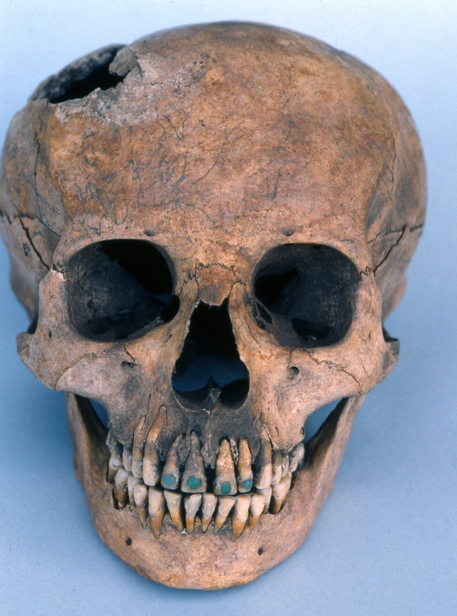 Koponya jáde fogakkal, 1990 (csont) alkotó: Mayan