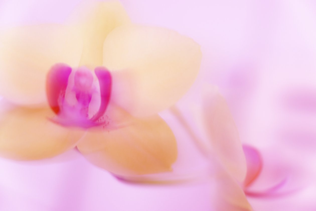 rózsaszín ORCHIDEA alkotó: Melanie Hermine Lichterfeld