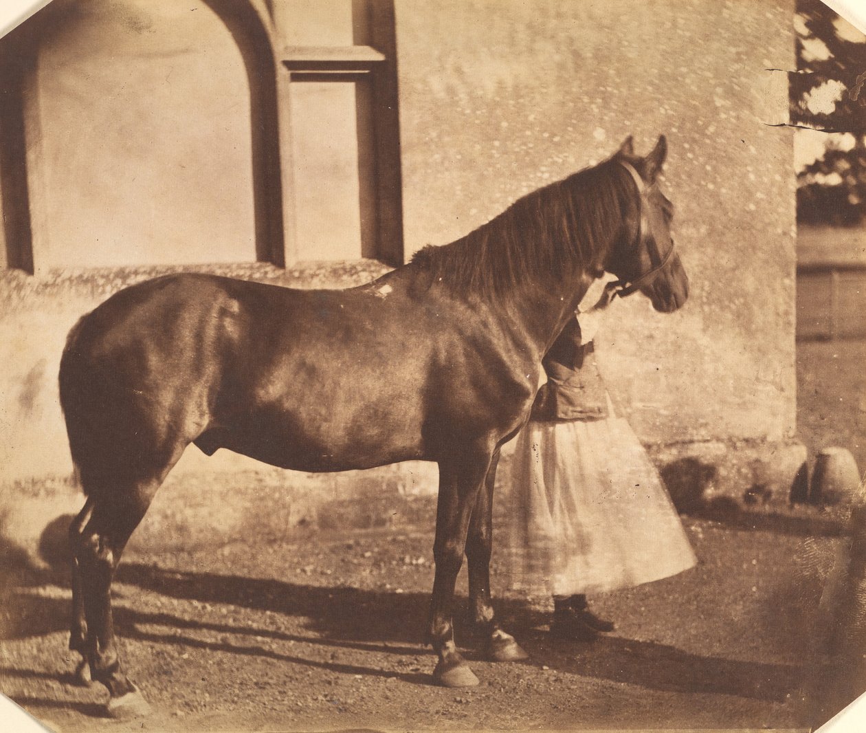 Szultán, 1850-es évek közepe. alkotó: Mervyn Herbert Nevil Story Maskelyne