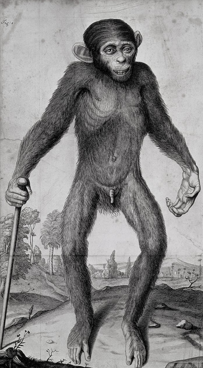 Csimpánz, 1699 alkotó: Michael van der Gucht