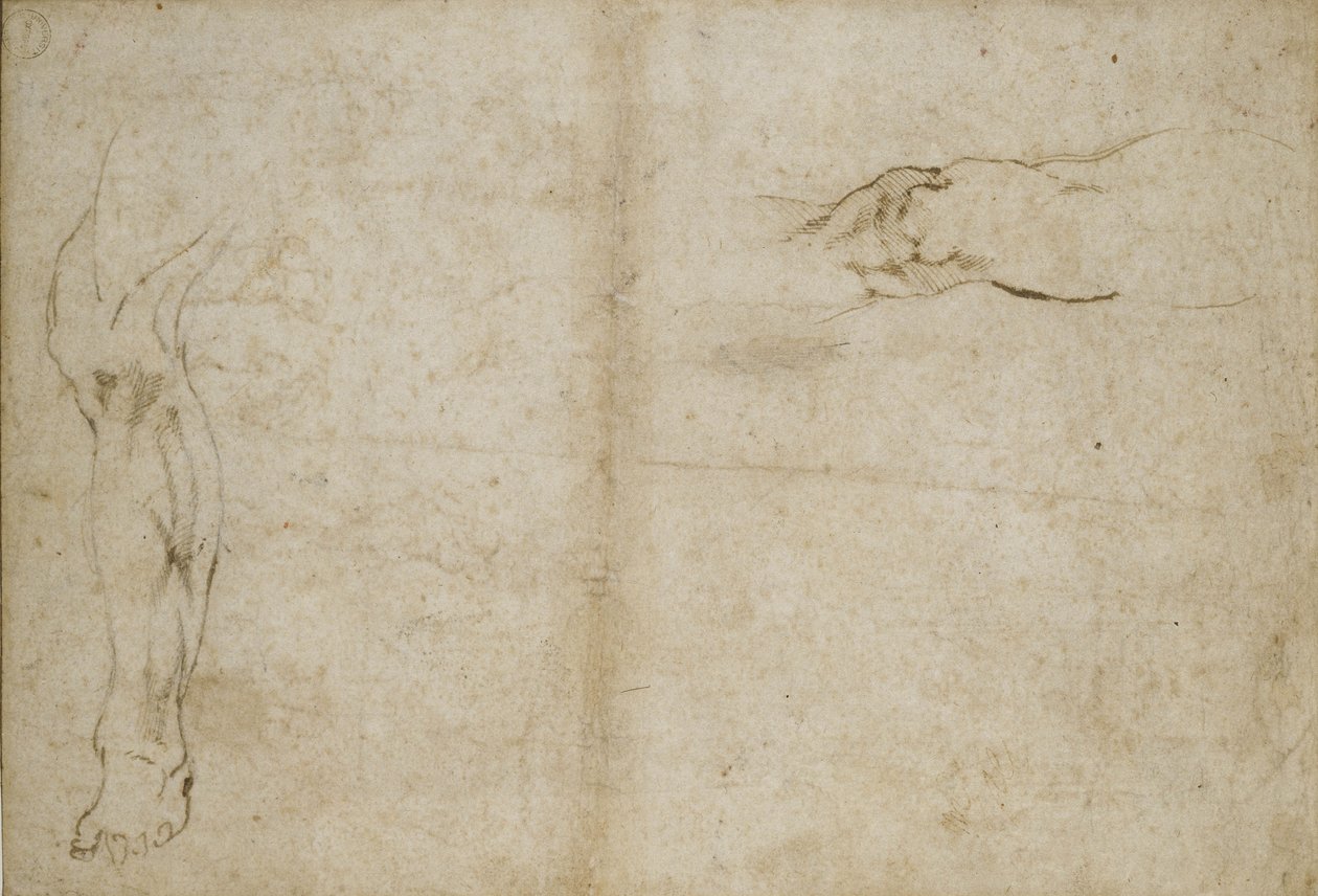 Emberi láb tanulmányozása, 16. század alkotó: Michelangelo Buonarroti