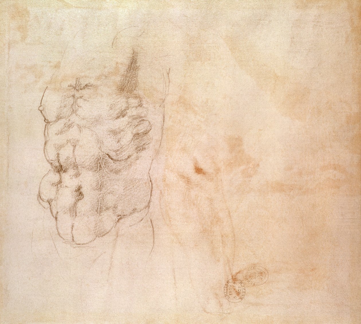Törzs tanulmány (piros és fekete kréta papíron) alkotó: Michelangelo Buonarroti