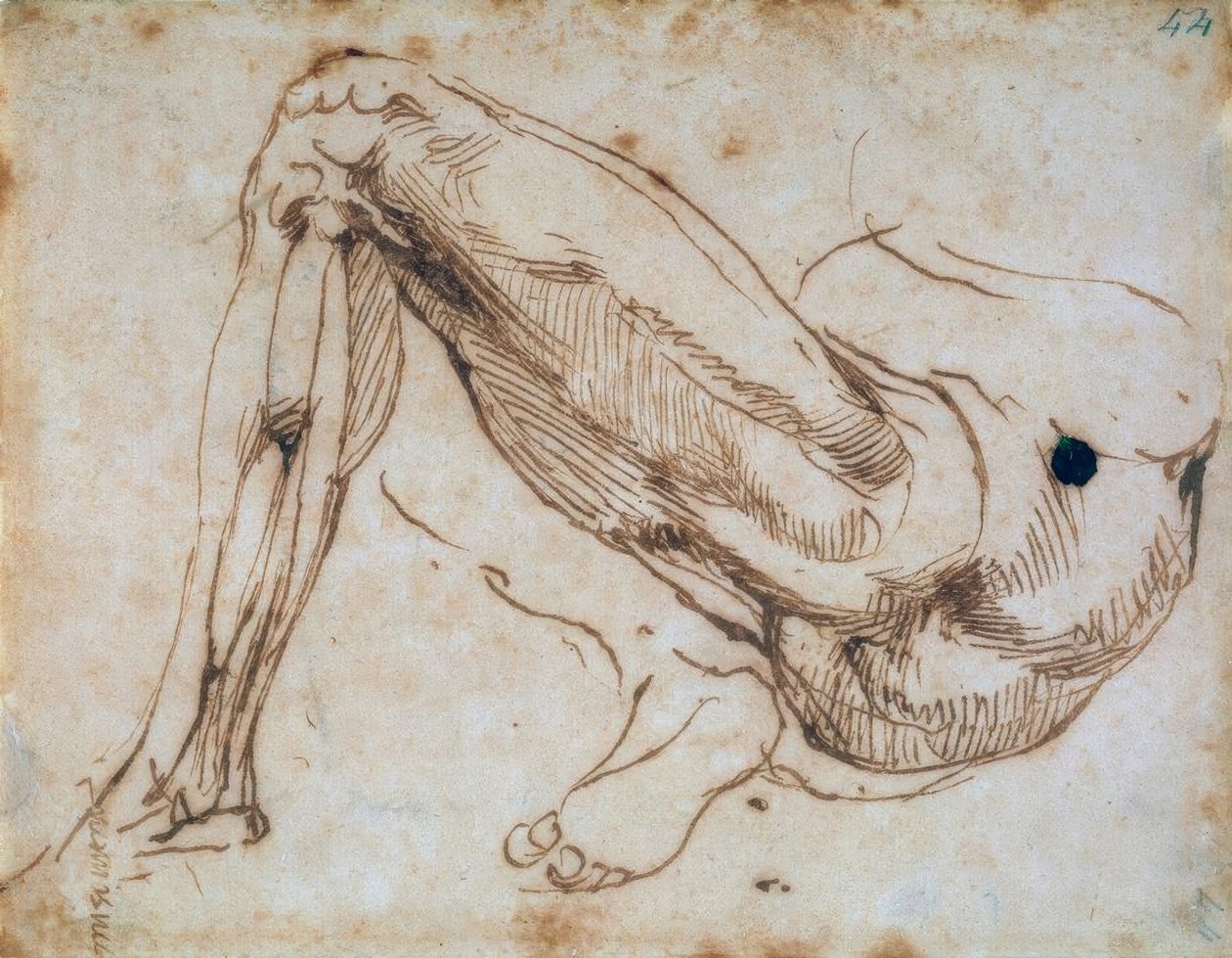 Egy láb tanulmányozása alkotó: Michelangelo Buonarroti