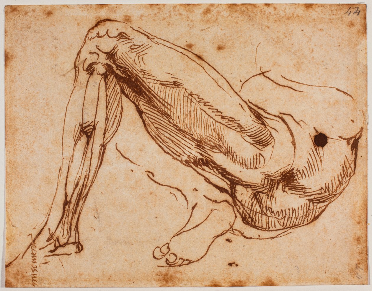 A lábak tanulmányozása alkotó: Michelangelo Buonarroti