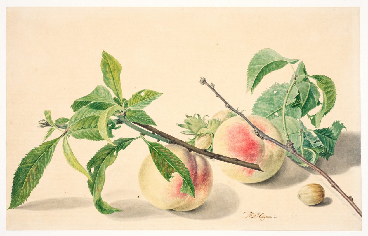 Still life with peaches & hazelnuts alkotó: Michiel Van Huysum