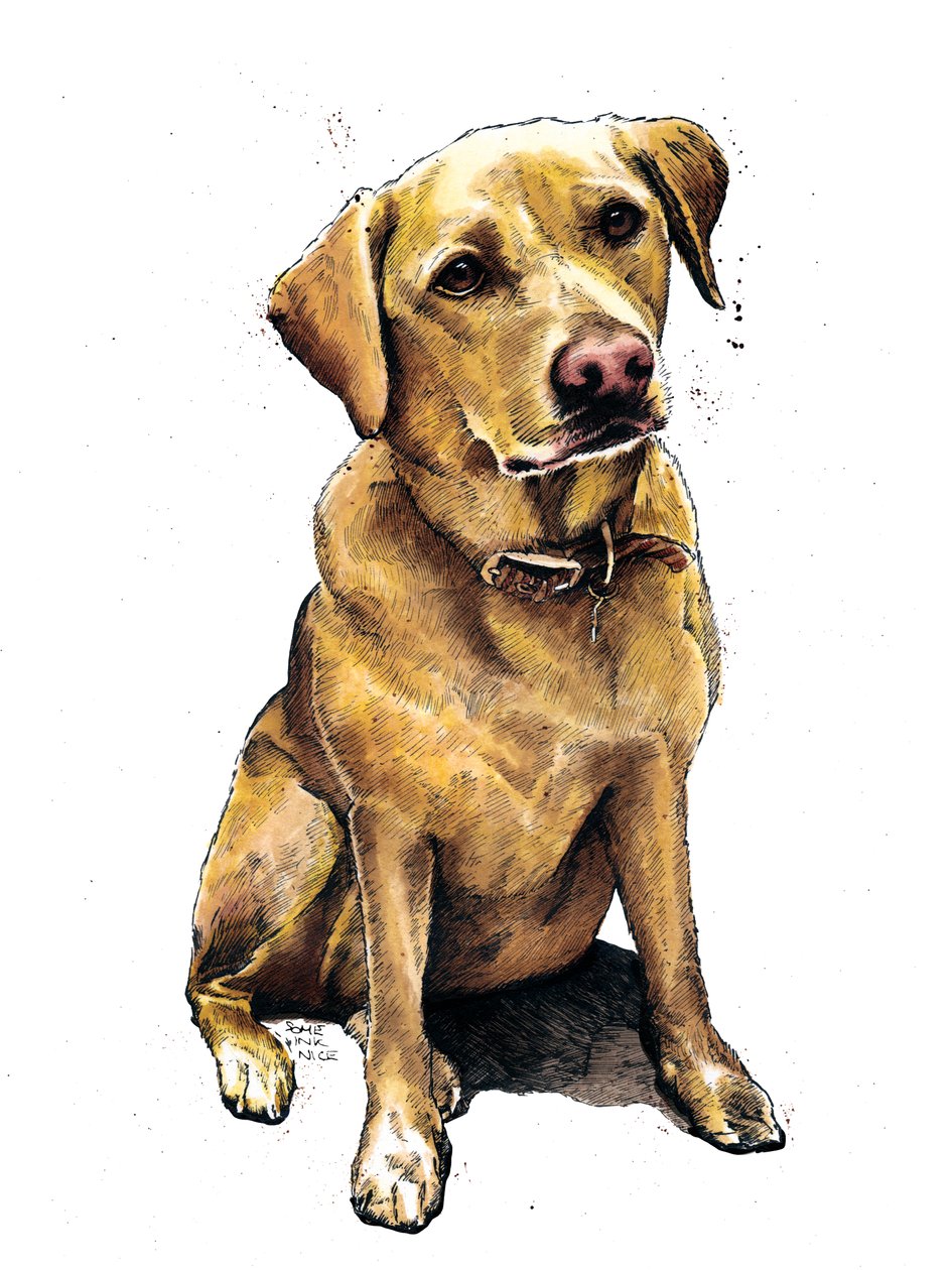 Daisy, a labrador fehéren, 2020 alkotó: Mike Davis