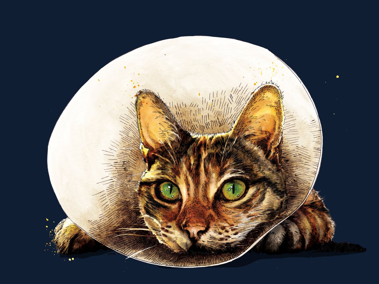 Get Well Cat on Midnight Blue, 2020 alkotó: Mike Davis