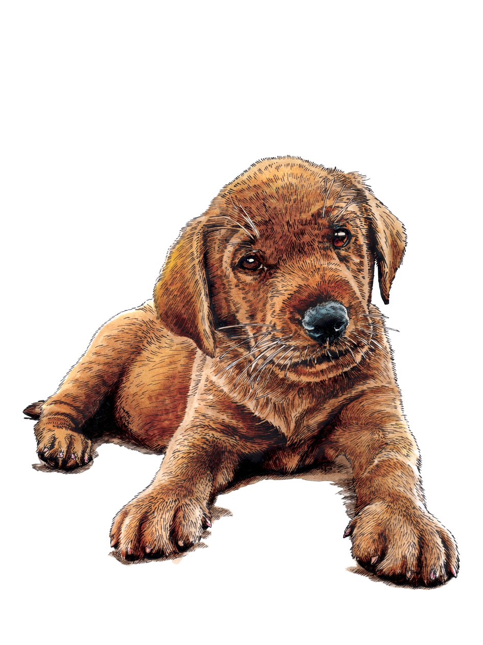 Marge The Puppy on White, 2021 alkotó: Mike Davis
