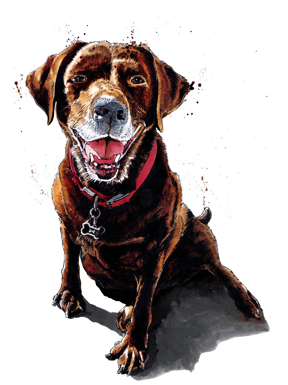 Nessa The ChocLab on White, 2020 alkotó: Mike Davis