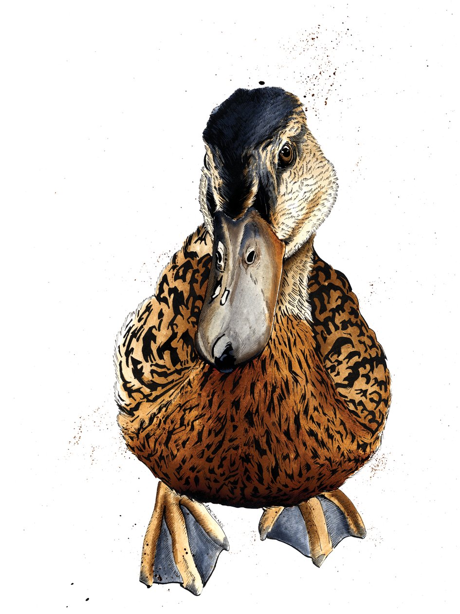 Kacsa fehéren, 2019 alkotó: Mike Davis
