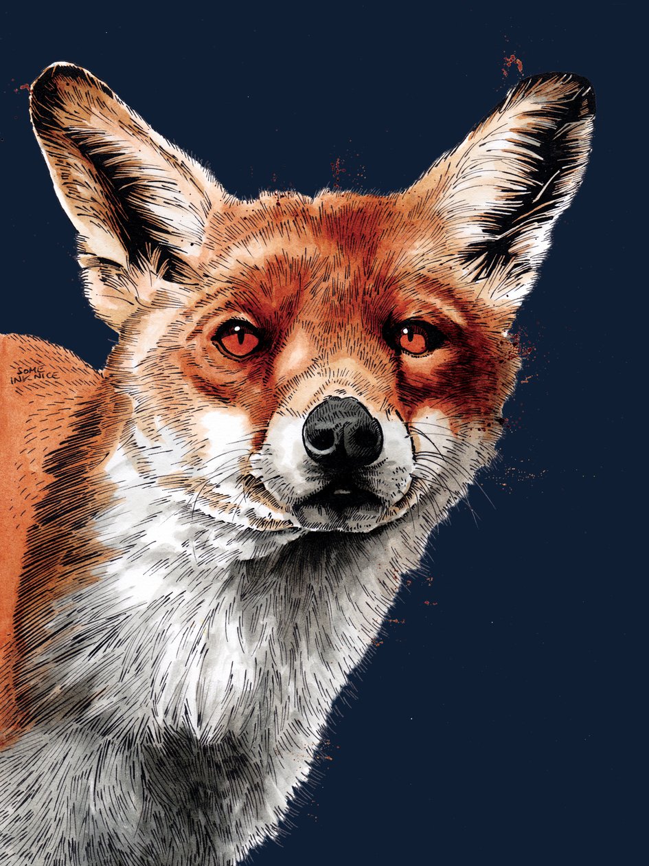 The Fox on Midnight Blue, 2020 alkotó: Mike Davis