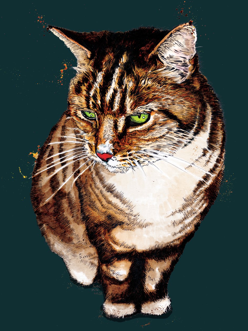 The Tabby Cat on Deep Cyan, 2020 alkotó: Mike Davis