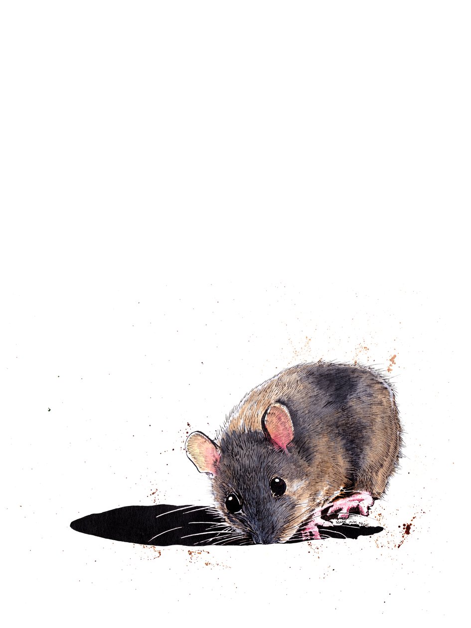 A faegér fehéren, 2019 alkotó: Mike Davis