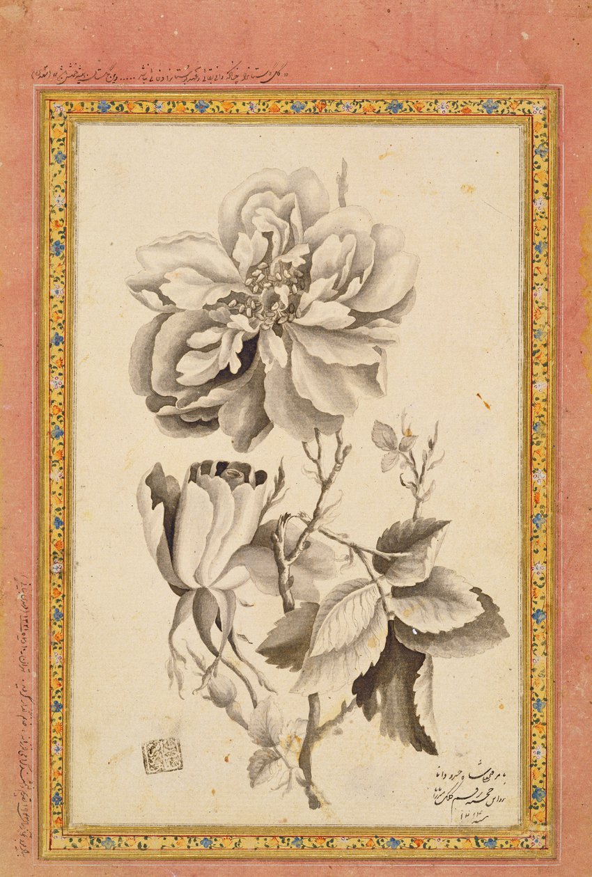 Rose, 1799-1800 (tintás mosás papíron) alkotó: Mirza Baba