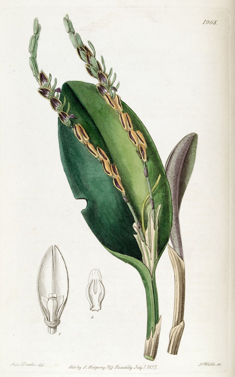 Acianthera saurocephala (mint szin. Pleurothallis saurocephala) alkotó: Miss Drake
