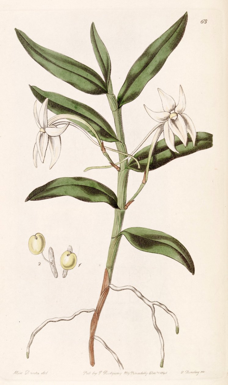 Angraecum mauritianus (mint szin. Angraecum gladiifolium) alkotó: Miss Drake