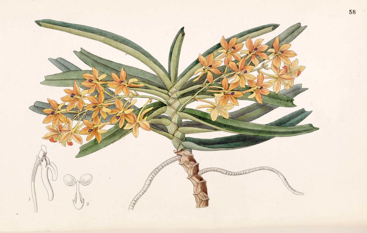 Ascocentrum miniatum (mint syn. Saccolabium miniatum) alkotó: Miss Drake