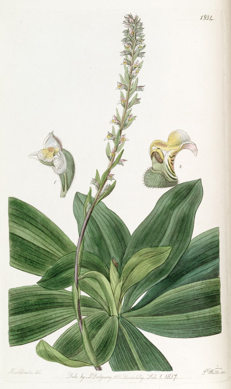Brachystele bracteosa (mint syn. Spiranthes bracteosa) alkotó: Miss Drake