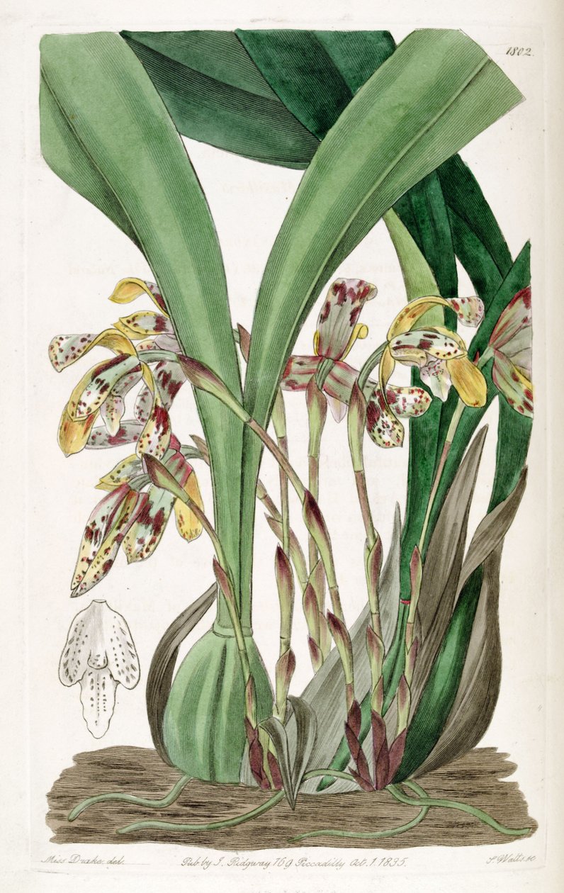 Brasiliorchis picta vagy Maxillaria alkotó: Miss Drake