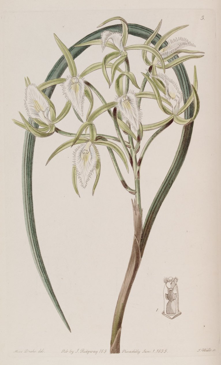 Brassavola martiana alkotó: Miss Drake