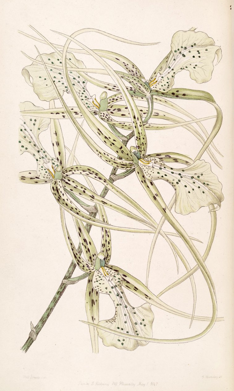 Brassia verrucosa (mint szin. Brassia brachiata) alkotó: Miss Drake