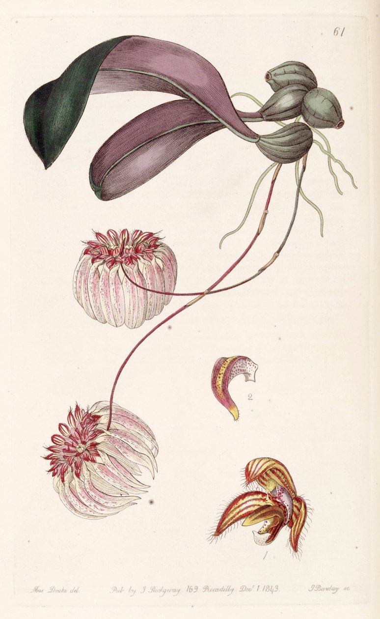 Bulbophyllum auratum (mint Synr. Cirrhopetalum auratum) alkotó: Miss Drake