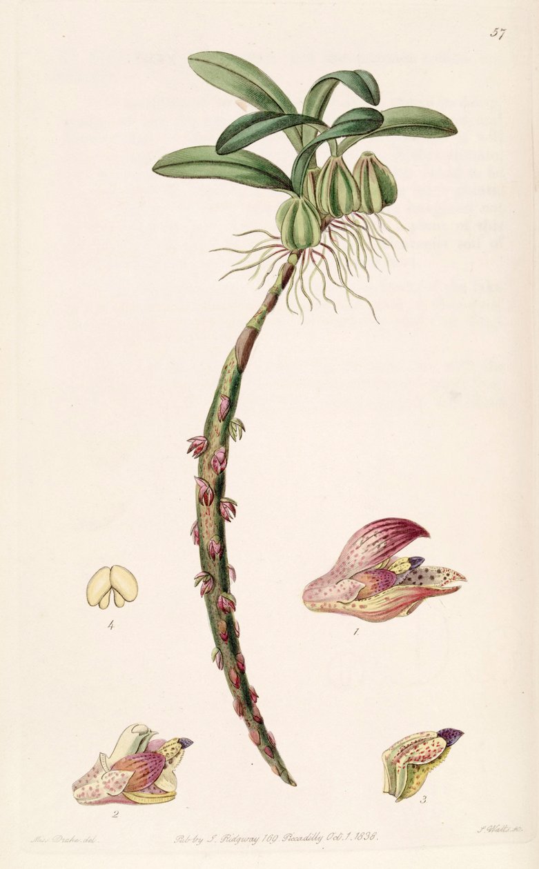Bulbophyllum bracteolatum (tönköly Bolbophyllum bracteolatum) alkotó: Miss Drake