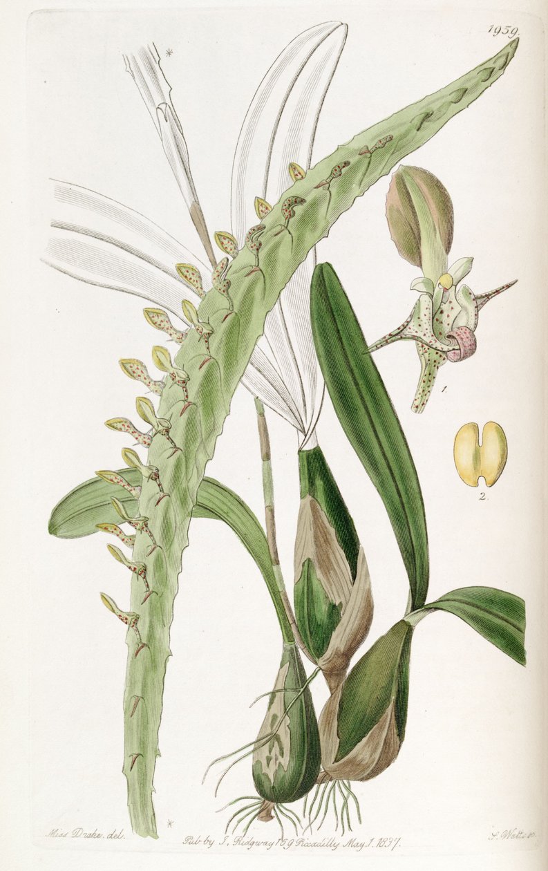 Bulbophyllum calyptratum var. calyptratum (szin. Megaclinium maximum) alkotó: Miss Drake