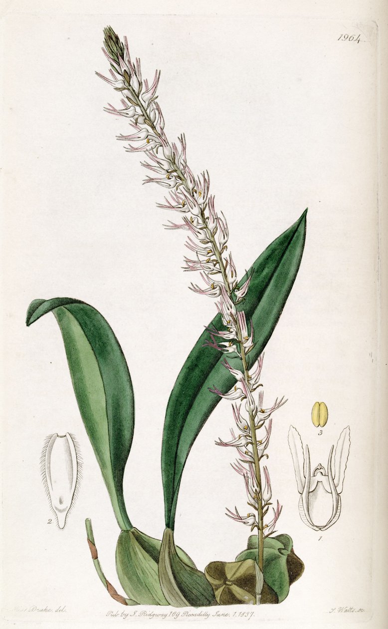 Bulbophyllum cocoinum (tönköly Bolbophyllum cocoinum) alkotó: Miss Drake