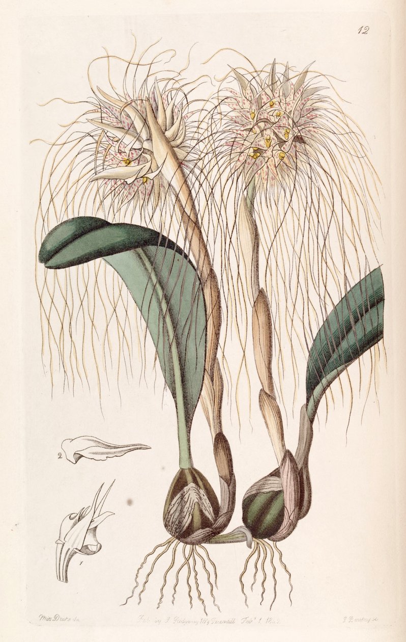 Bulbophyllum medusae (mint szin. Cirrhopetalum medusae) alkotó: Miss Drake