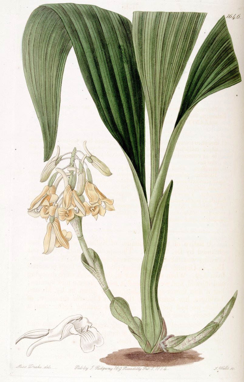 Calanthe densiflora alkotó: Miss Drake