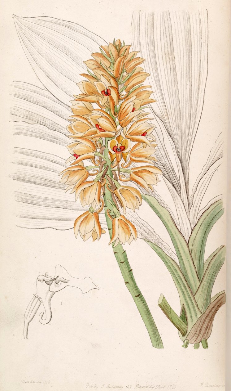 Calanthe pulchra (mint syn. Calanthe curculigoides) alkotó: Miss Drake