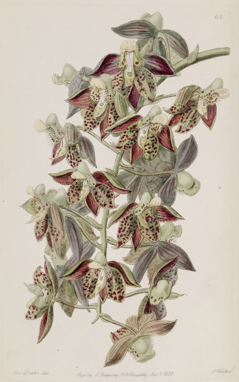Catasetum atratum alkotó: Miss Drake