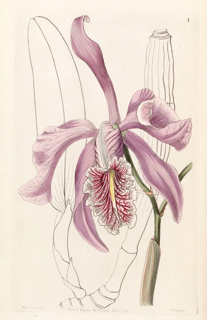 Cattleya maxima alkotó: Miss Drake