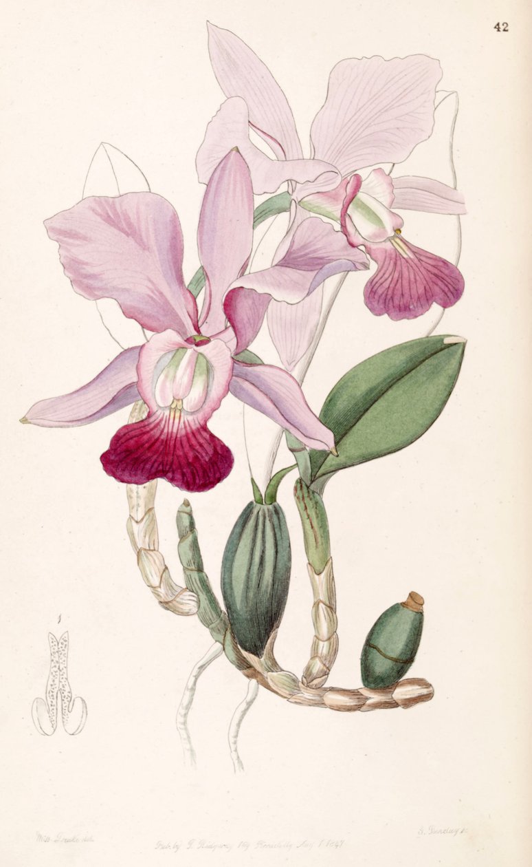 Cattleya walkeriana (mint szin. Cattleya bulbosa) alkotó: Miss Drake