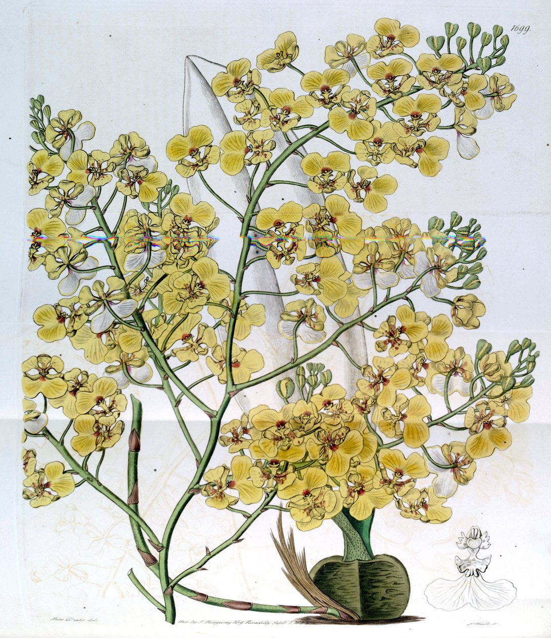 Chelyorchis ampliata (mint syn. Oncidium ampliatum) alkotó: Miss Drake