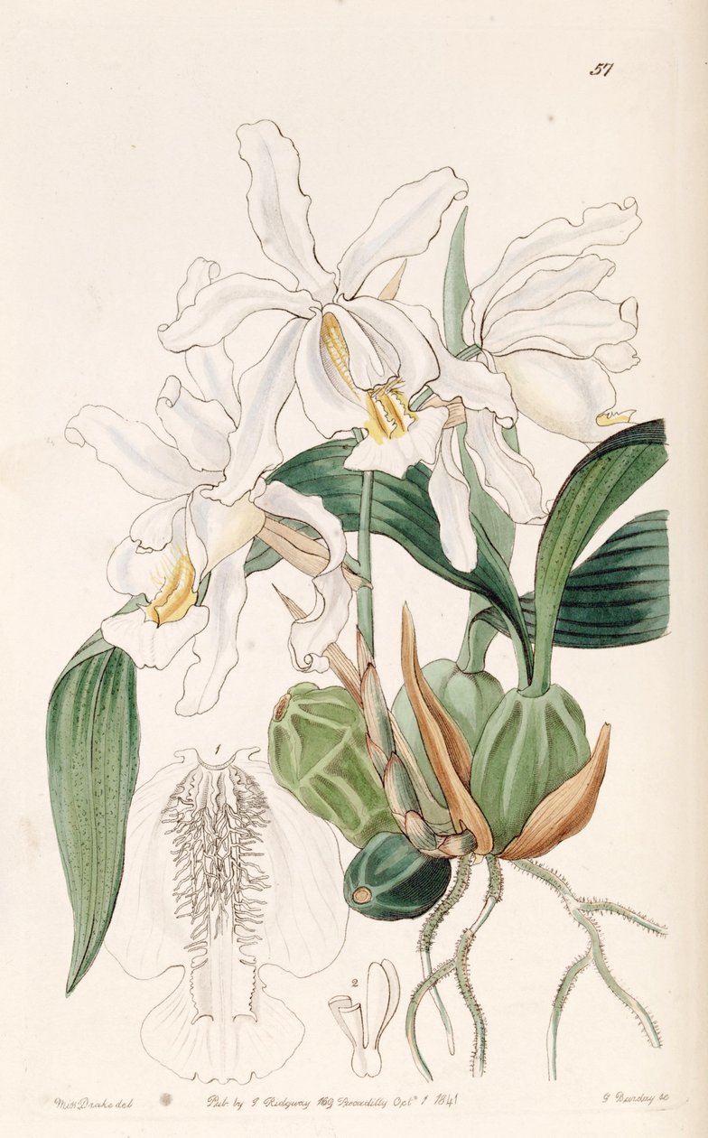 Coelogyne cristata alkotó: Miss Drake