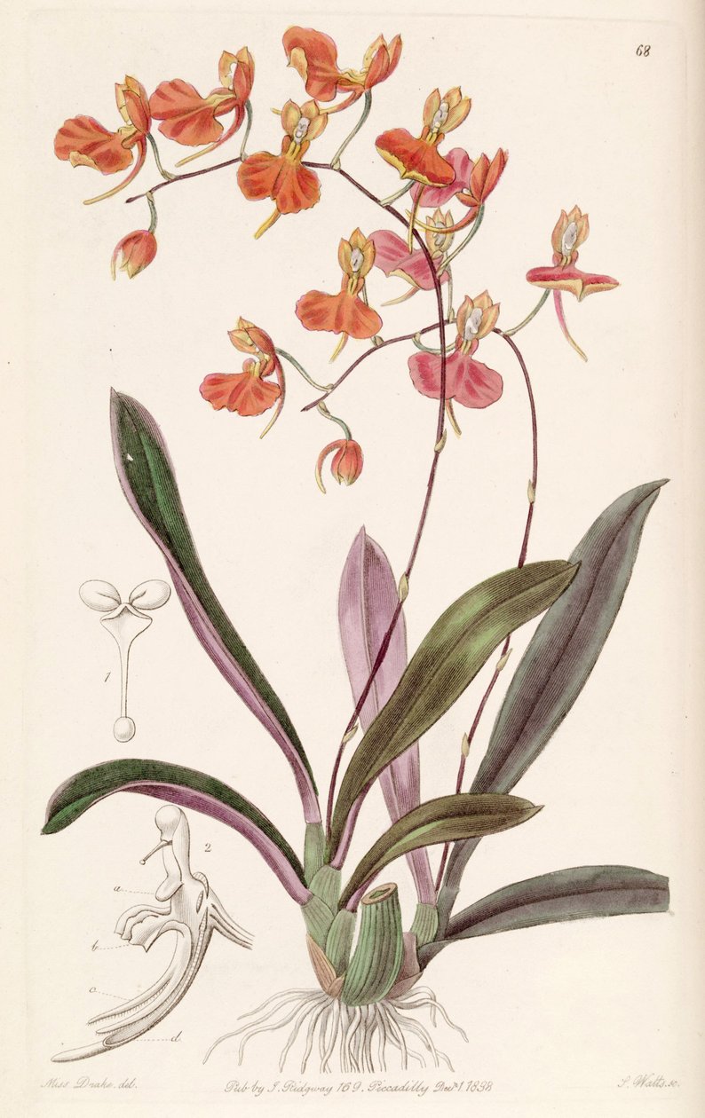 Comparettia coccinea alkotó: Miss Drake